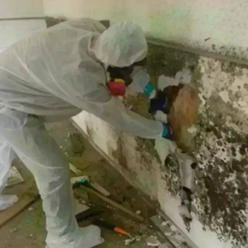 Mold Remediation and Removal in Polk County, TX